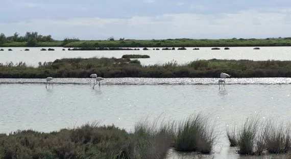 Le Valli di Comacchio