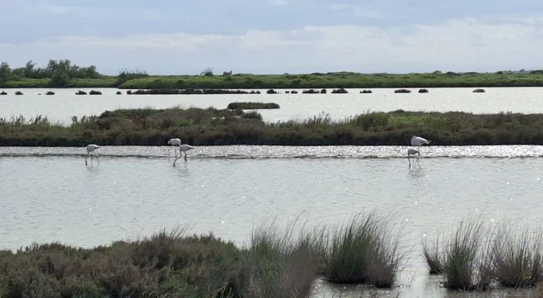 Le Valli di Comacchio